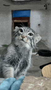 Manul Pallas Cat GIF - Manul Pallas Cat Looks Around GIFs