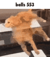 a cat is laying on its back with the words balls 553 written above it