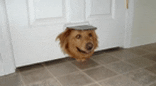 Dog Doggy GIF - Dog Doggy Door GIFs