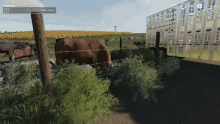 Farm Cow GIF