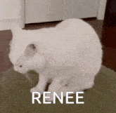 White Cat Loaf Renee GIF