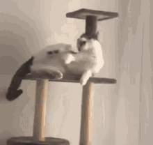 Cat Play With Her Feet Gata GIF