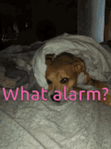 Sleep Deprived What Alarm GIF - Sleep Deprived What Alarm Alarm GIFs