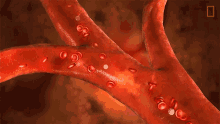 Red Blood Cells National Geographic GIF - Red Blood Cells National Geographic Arteries GIFs
