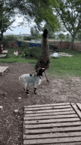 a goat and an emu are standing next to each other