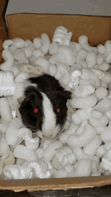 Guinea pig in a box of packing peanuts