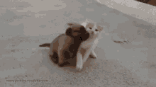 Funny Cat GIF - Funny Cat Dog GIFs