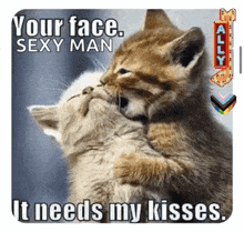 two kittens hugging each other with the caption your face sexy man it needs my kisses .