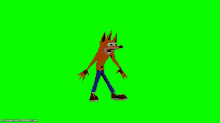 crash bandicoot is walking on a green screen .