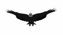 Eagle Soar GIF - Eagle Soar Wing Spread GIFs
