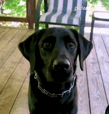 Treat The Pet Collective GIF