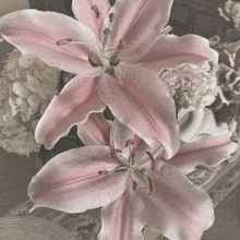 a close up of a pink flower with a white center