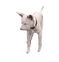 a small white dog with a black collar stands on its hind legs