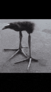 a black and white photo of a bird 's feet on a table .