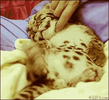 leopard kitten wild cat prey scratch