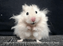 a picture of a hamster with a caption that says looking in the mirror wondering what you see in me