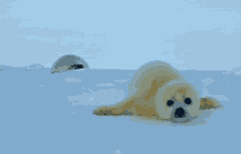 Baby Seal GIF - Baby Seal Snow GIFs