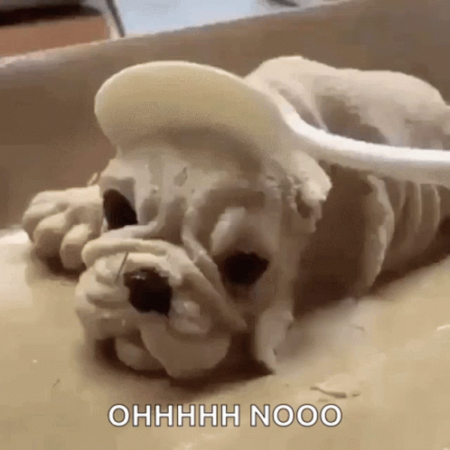 Funny Animals Lol GIF - Funny Animals Lol Cake - Discover & Share GIFs