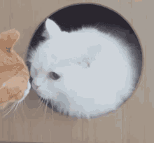 Cat Hiss GIF - Cat Hiss Angry GIFs