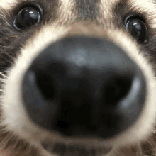Soobsos Raccoon GIF - Soobsos Raccoon Txt GIFs