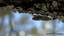 Cigale GIF - Cigale Insect Le Sud GIFs