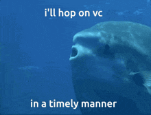 Hop On Vc Sunfish GIF