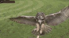 Birds Owl GIF - Birds Owl Claws GIFs