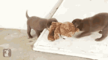 Lab Puppies Teddy Bear GIF