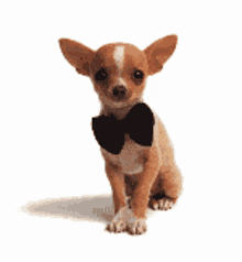 Chihuahua Love GIF - Chihuahua Love GIFs