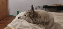 a husky dog is laying on a bed with a cage in the background