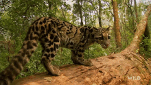 leopard indias