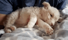 Dog Sleeping GIF - Dog Sleeping Tired GIFs