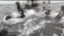 a group of seals are swimming in a pool .