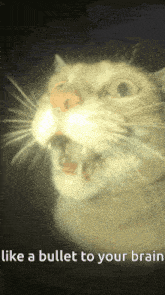 a cat with its mouth open and the words like a bullet to your brain