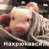a pig is wrapped in a blanket with the words нахрюкався written on the bottom right