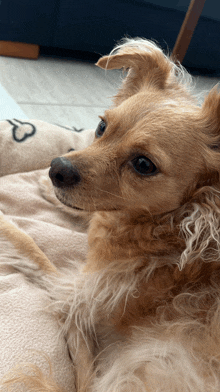 a small brown dog laying on a blanket with a heart on it