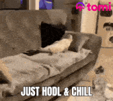 Tomi Hodl GIF - Tomi Hodl Chill GIFs