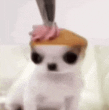 a close up of a dog 's head with a cupcake on top of it .
