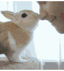 Boop Bunny GIF - Boop Bunny Rabbit GIFs
