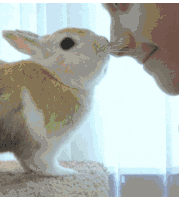 Boop Bunny Sticker - Boop Bunny Rabbit Stickers