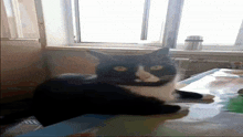 a black and white cat is laying on a table in front of a window
