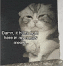 a black and white photo of a cat with a caption that says `` damn it hurts right here in my meow meow ''