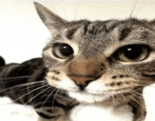 a close up of a cat 's face with a white nose