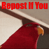 a red parrot with the words " repost if you " behind it