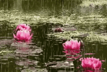 Flowers Rain GIF - Flowers Rain GIFs