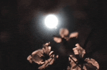 a close up of a flower with a full moon behind it .