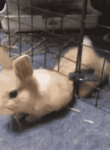Bunny Rabbit GIF - Bunny Rabbit Escape GIFs