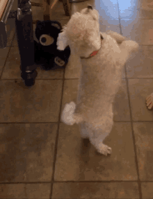 Cute Dog GIF - Cute Dog Begging GIFs