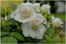 Ra5571 White571 GIF - Ra5571 White571 Flower551 GIFs