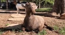 Chewing Goat Pepper Chewing GIF